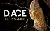 D.ACE – Chrysalide Mp3 Album Complet